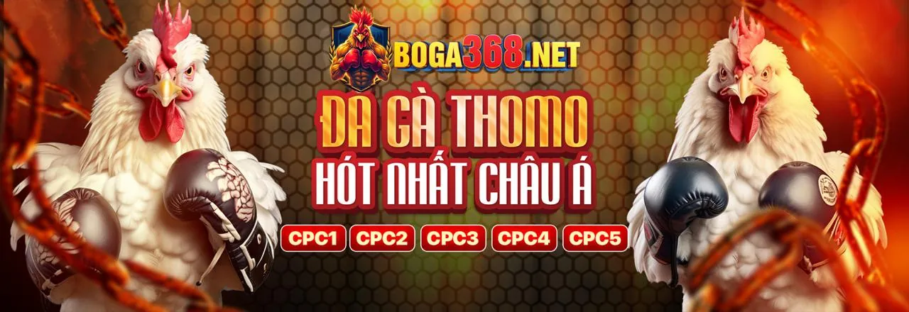 Đá gà trực tuyến K8vina
